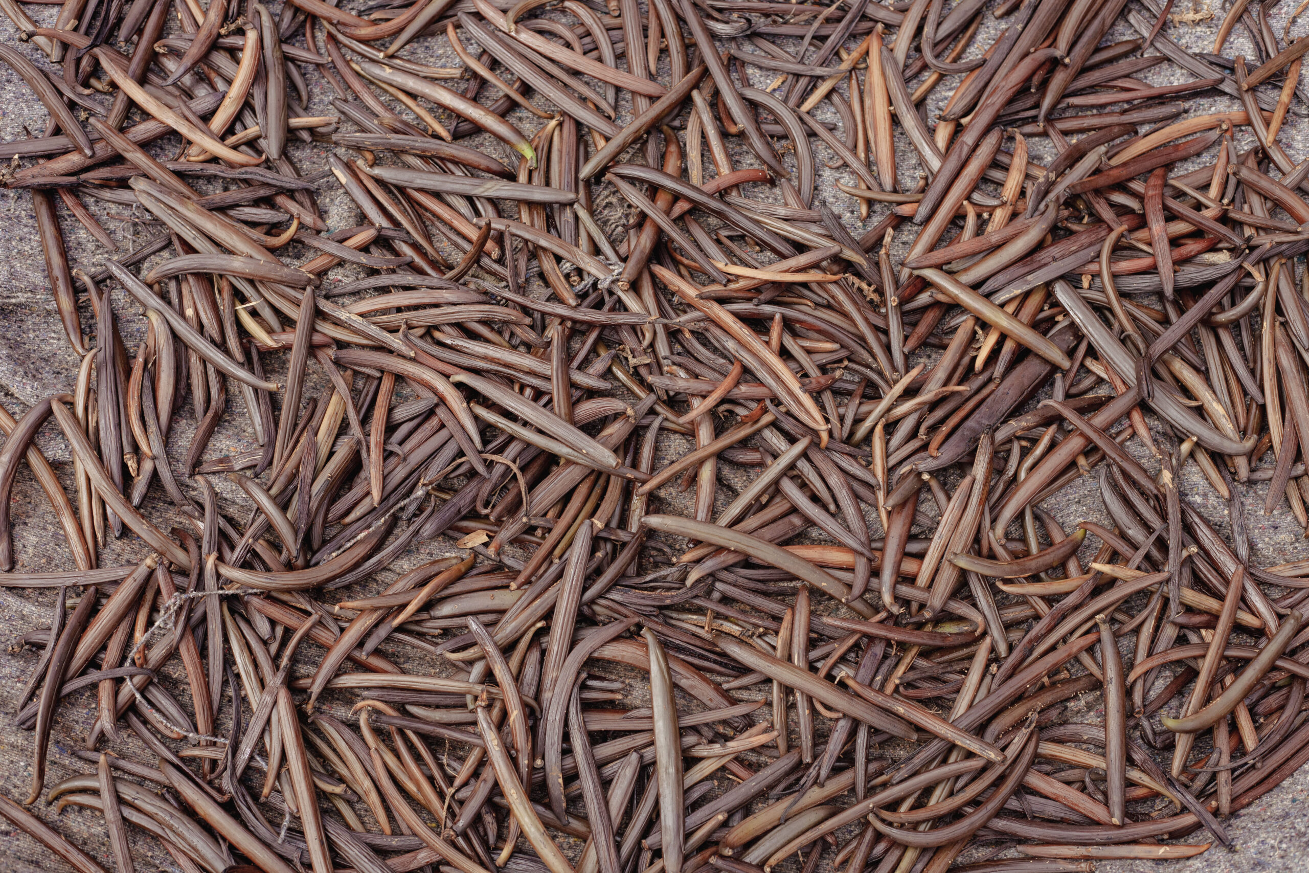 Home IMG 0763.JPG Scaled