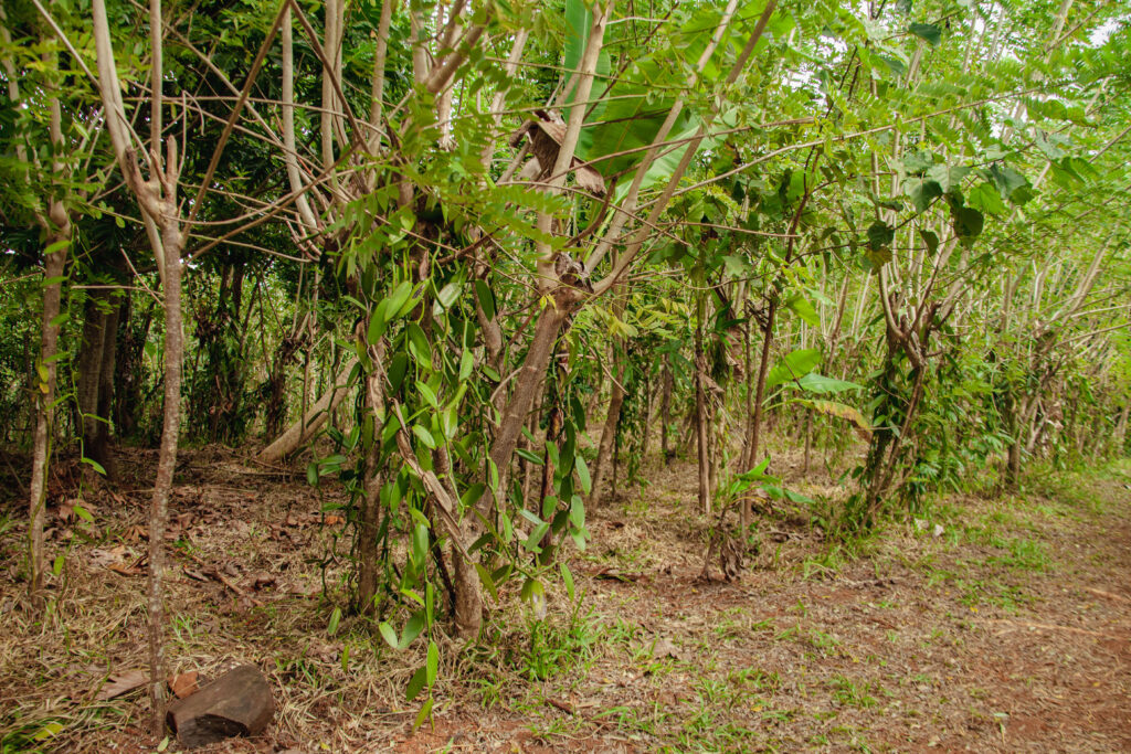 Plantation de vanille dans la région SAVA à Madagascar