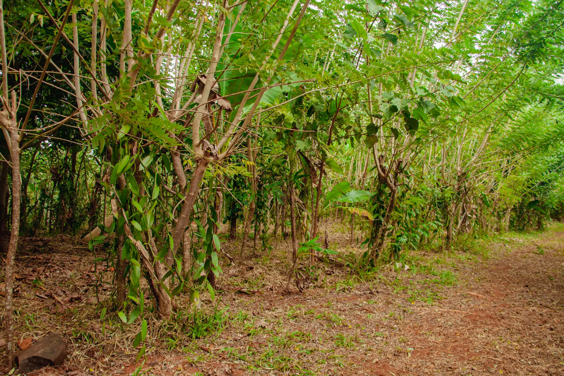 Plantation de vanille dans la région SAVA à Madagascar