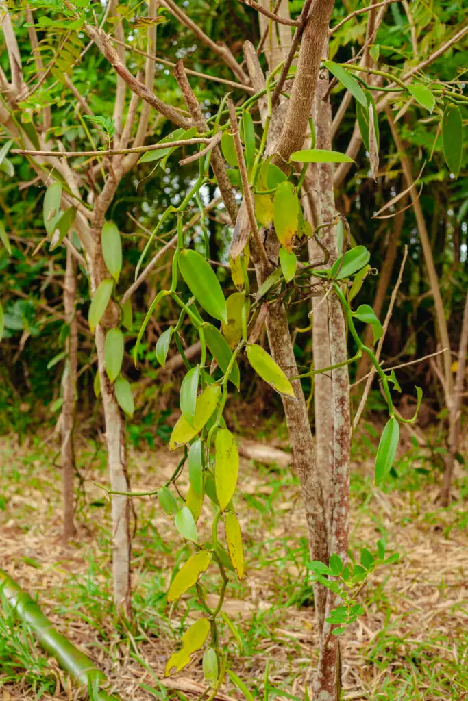 Lianes de vanille cultivées à Madagascar