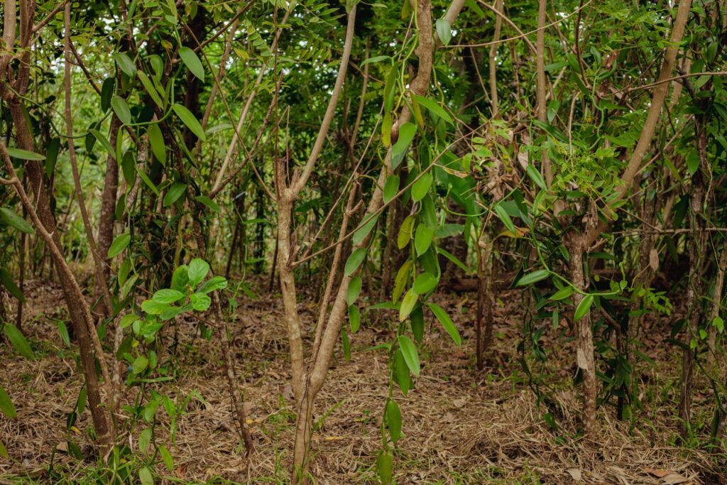 Plantation de vanille dans la région SAVA à Madagascar
