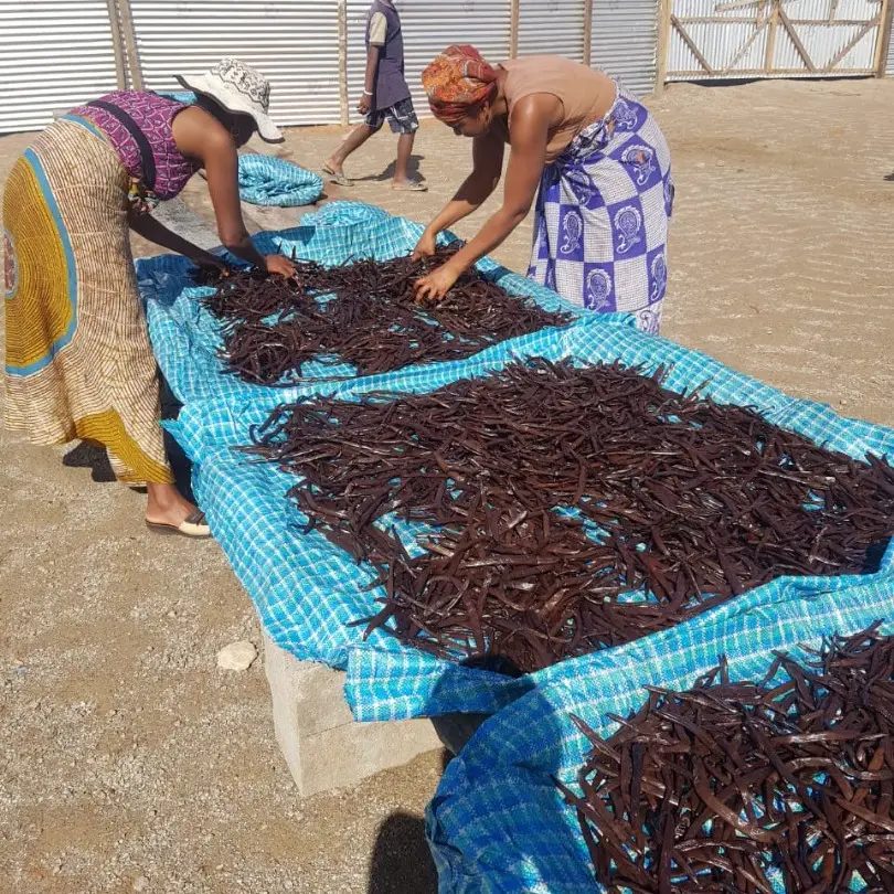 Séchage traditionnel des gousses de vanille de Madagascar au soleil
